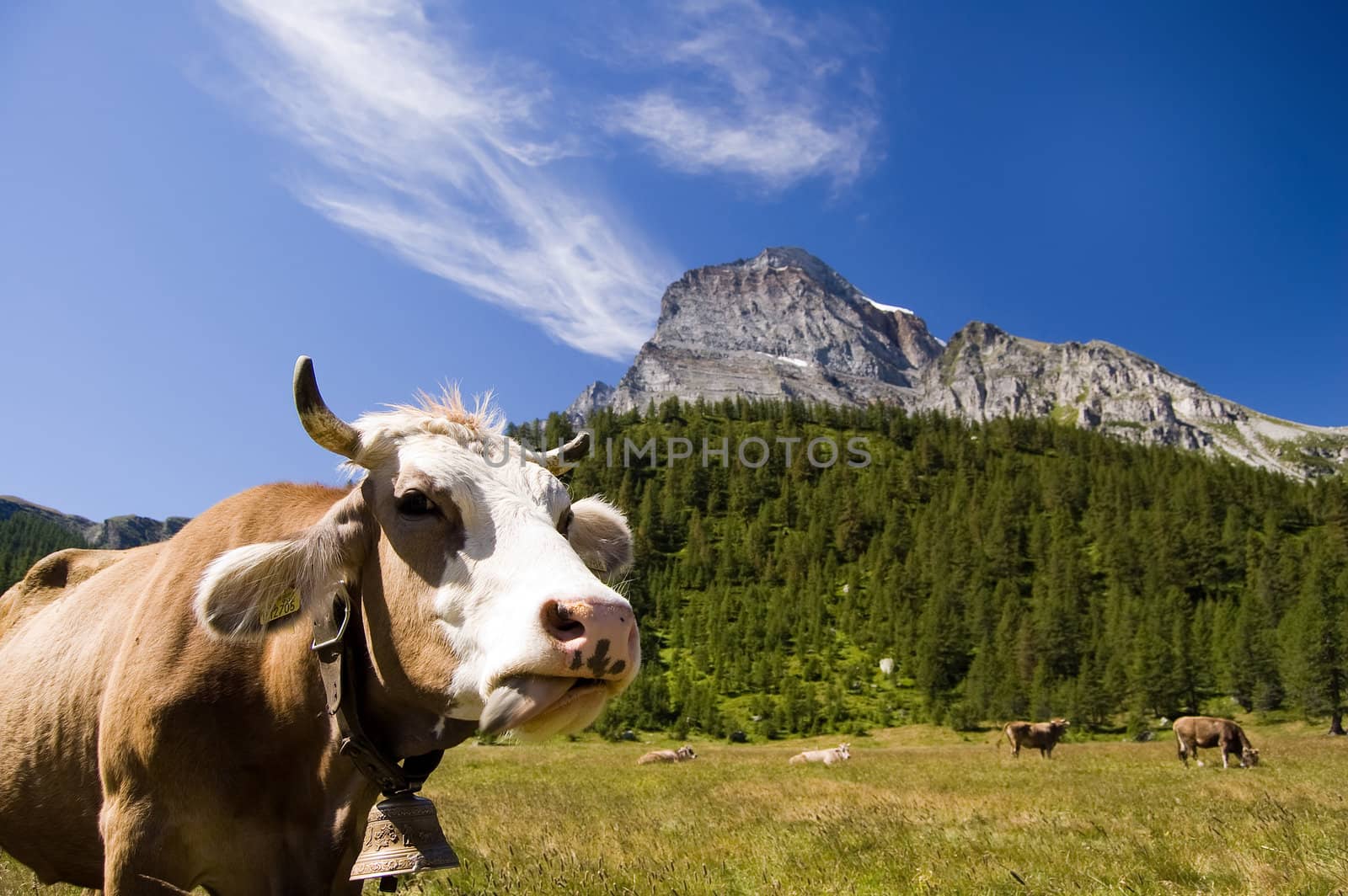Cow in Alpe Veglia italian natural park and Monte Leone in background, Piemonte, Italy