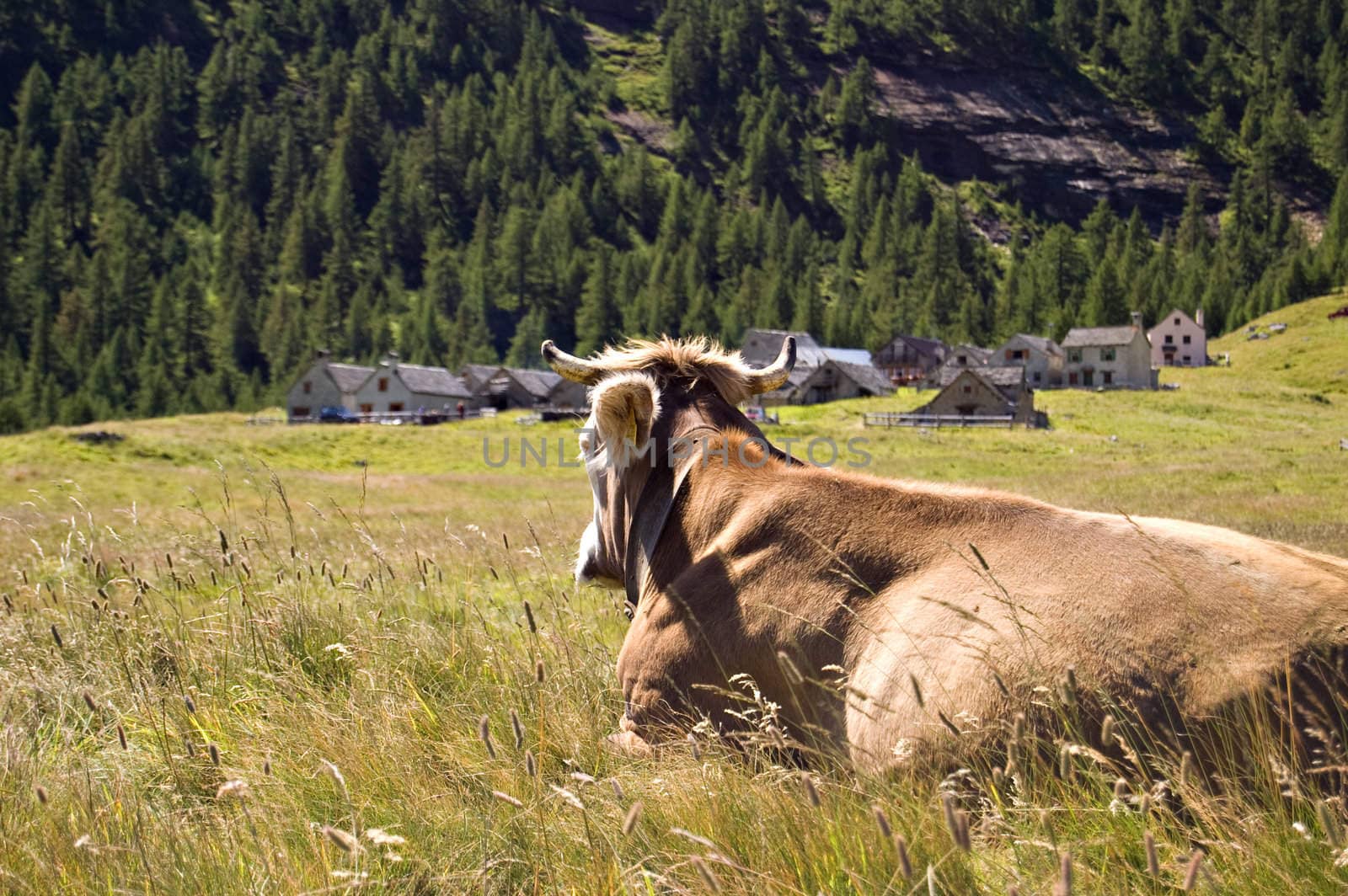 Cow in Alpe Veglia italian natural park, Piemonte, Italy