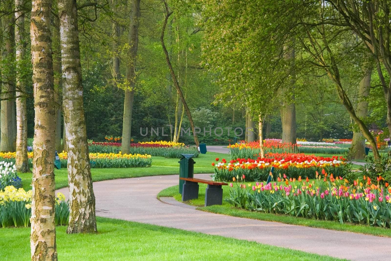 Path in park with tulips in many colors in spring