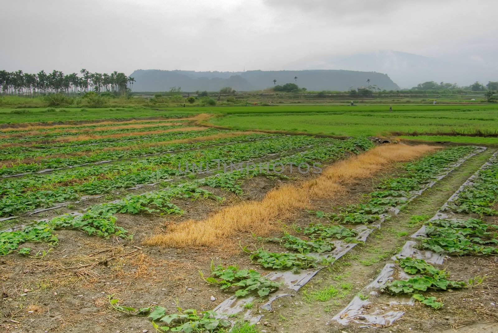 It is a green new rice land background.