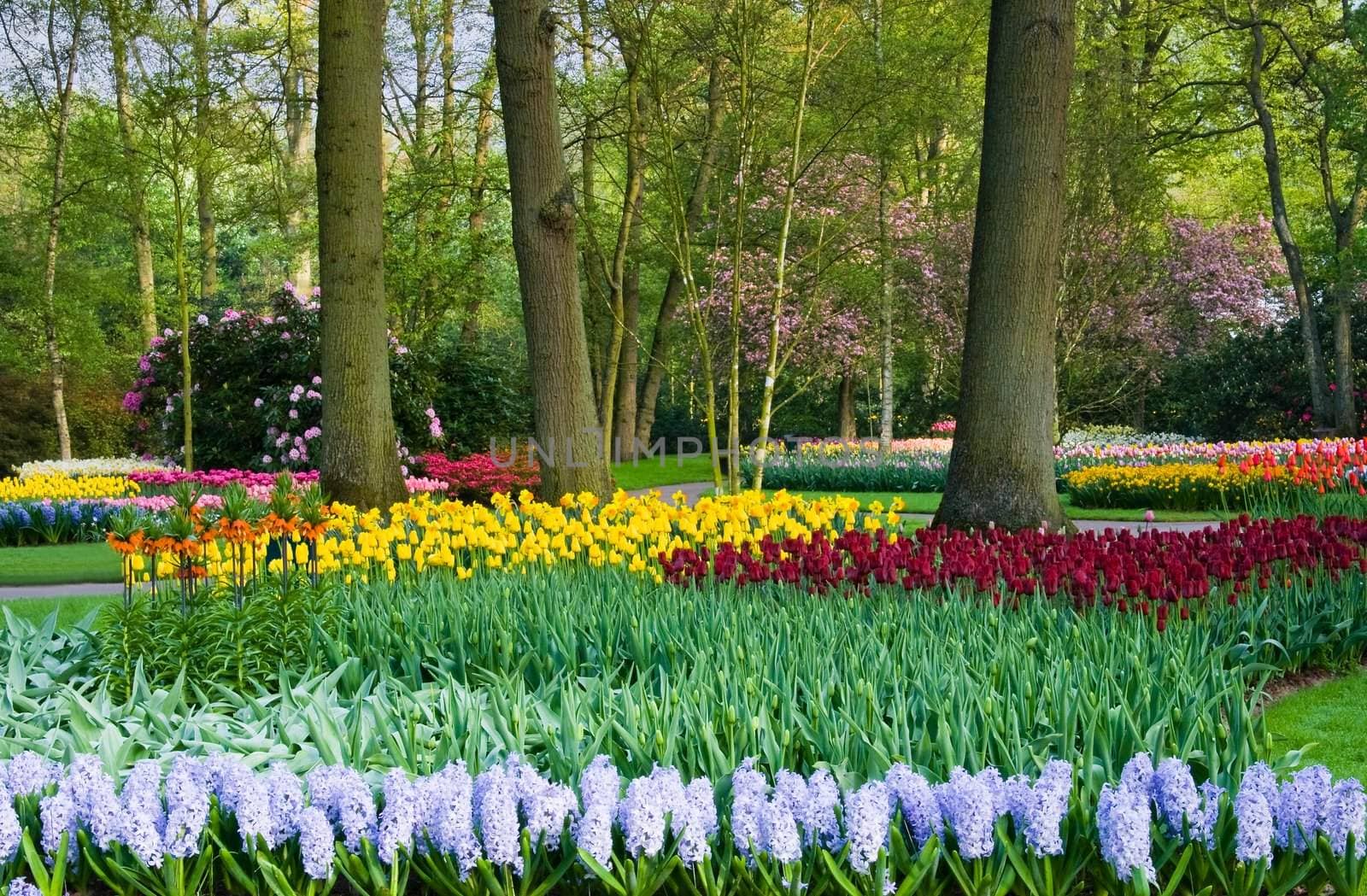 Tulips, hyacinths and blossoming trees by Colette