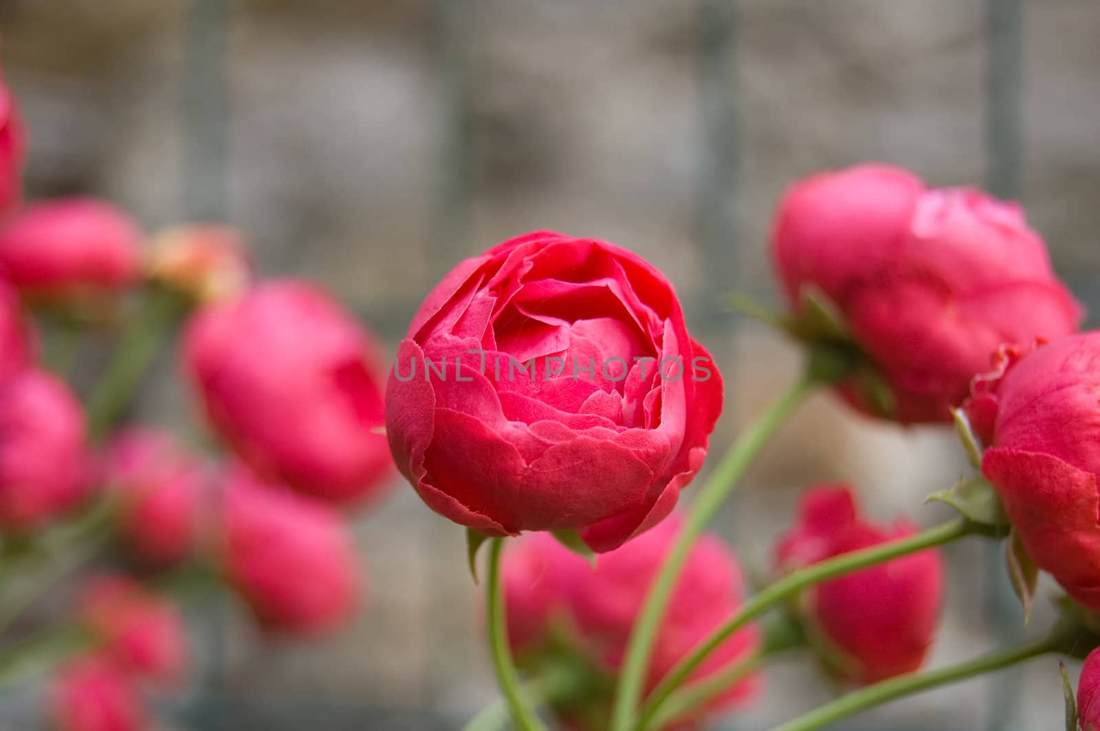 little red roses in a garden