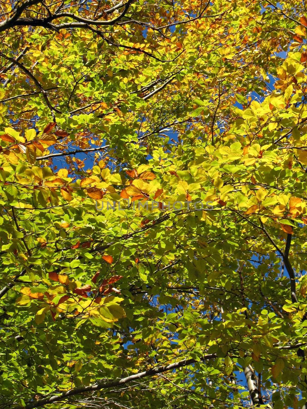 Green-golden foliage and branches of an big chestnut tree