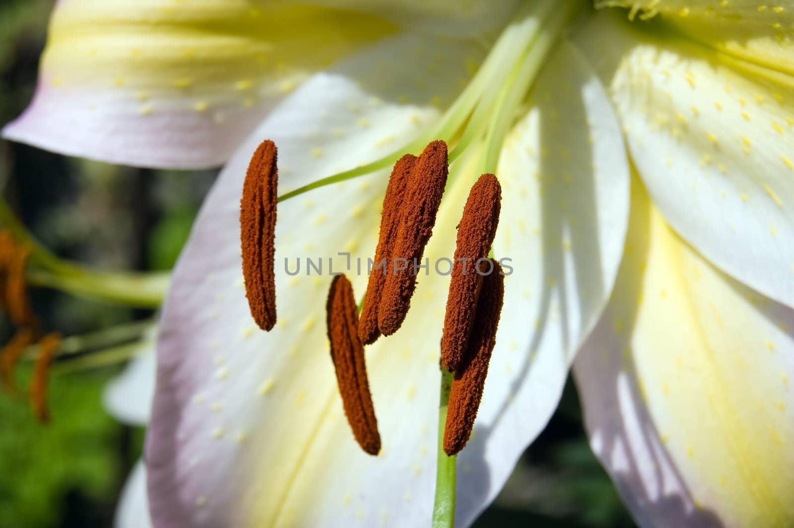 Stamen detail of a golden rayed lily (Lilium auratum)