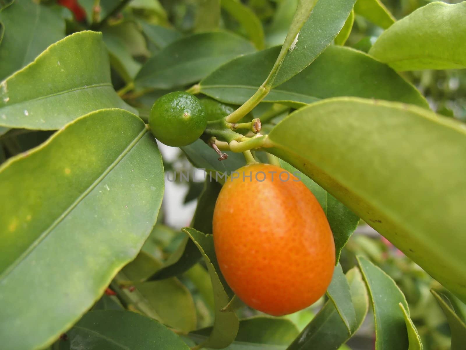 a branch of tangerines (kumquat)