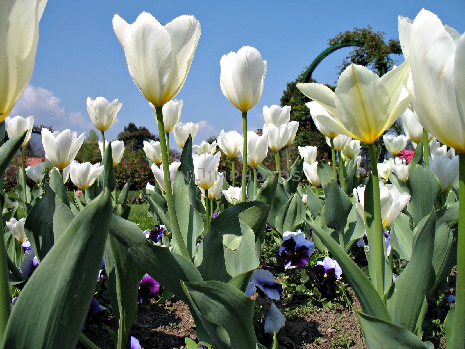 White tulips and violets in a garden near Lago Maggiore, Italy 