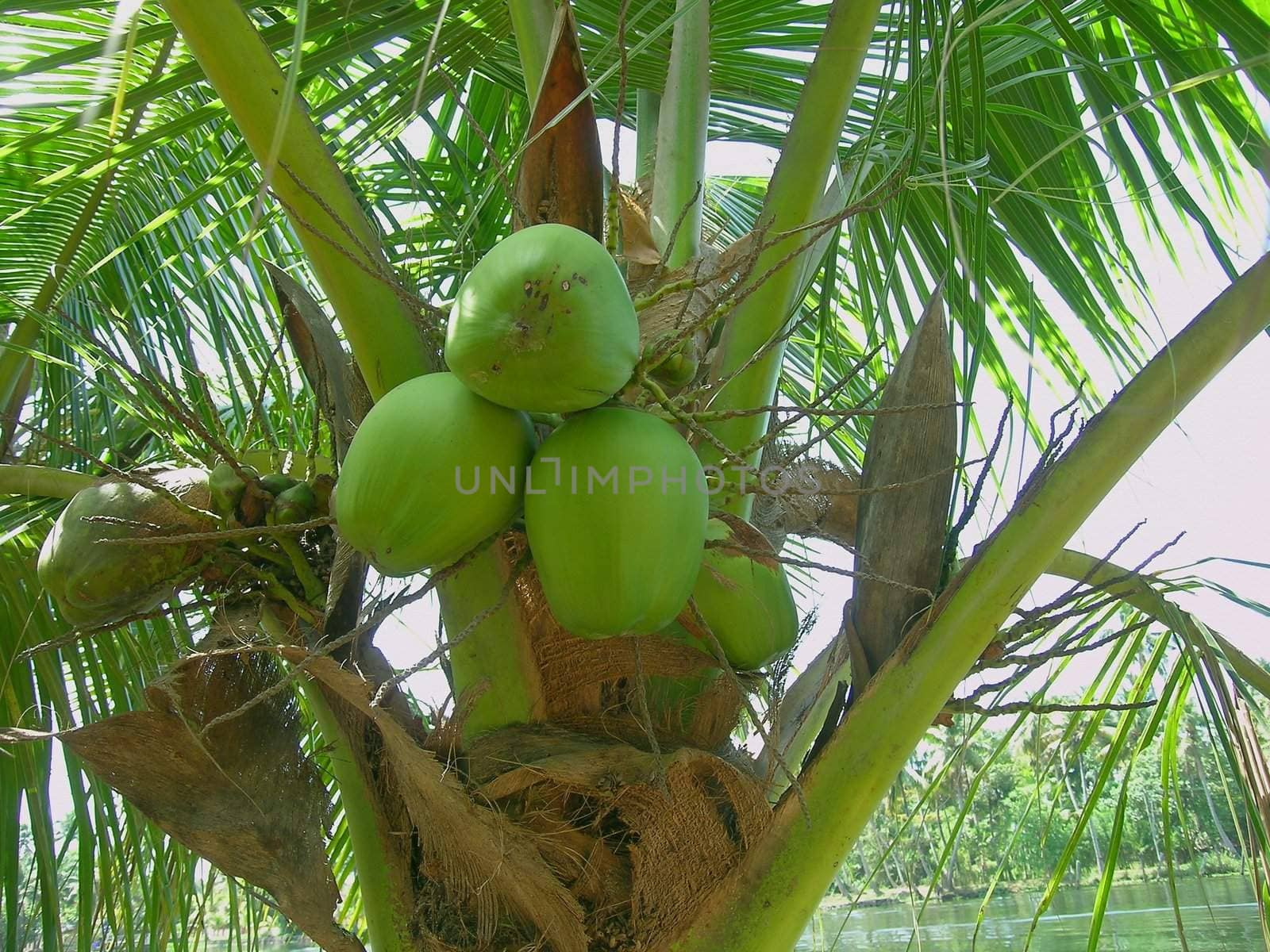 coconuts on the palm tree