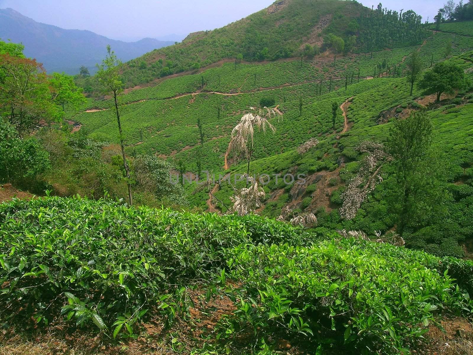 Tea plantation and pepper bushes