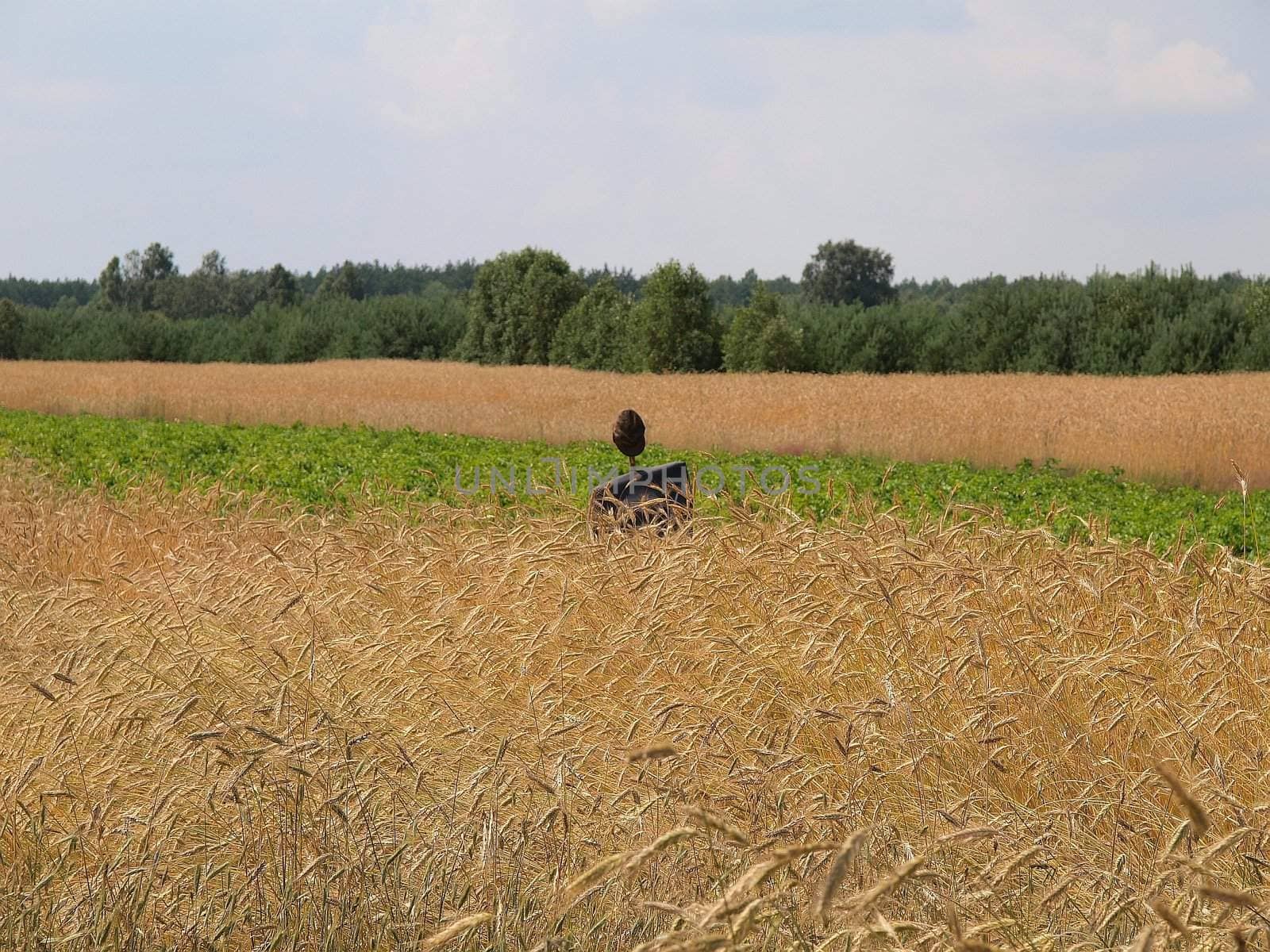 countryside with scarecrow