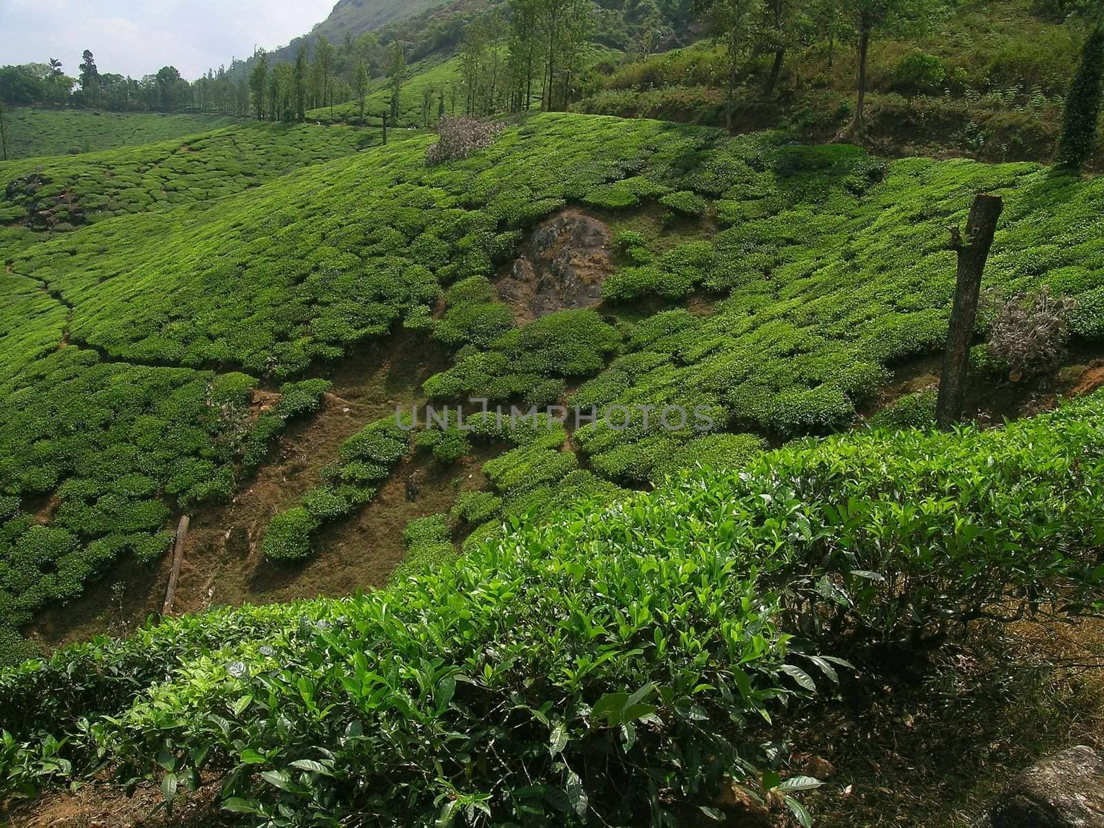 Tea plantation and pepper bushes