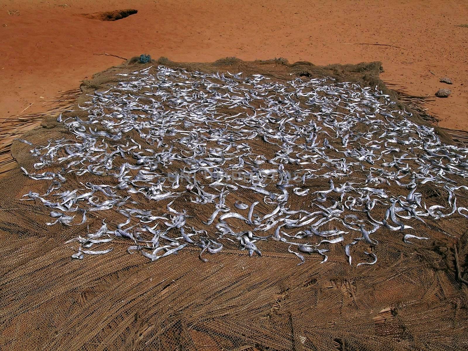 dried fishes spread on the mate