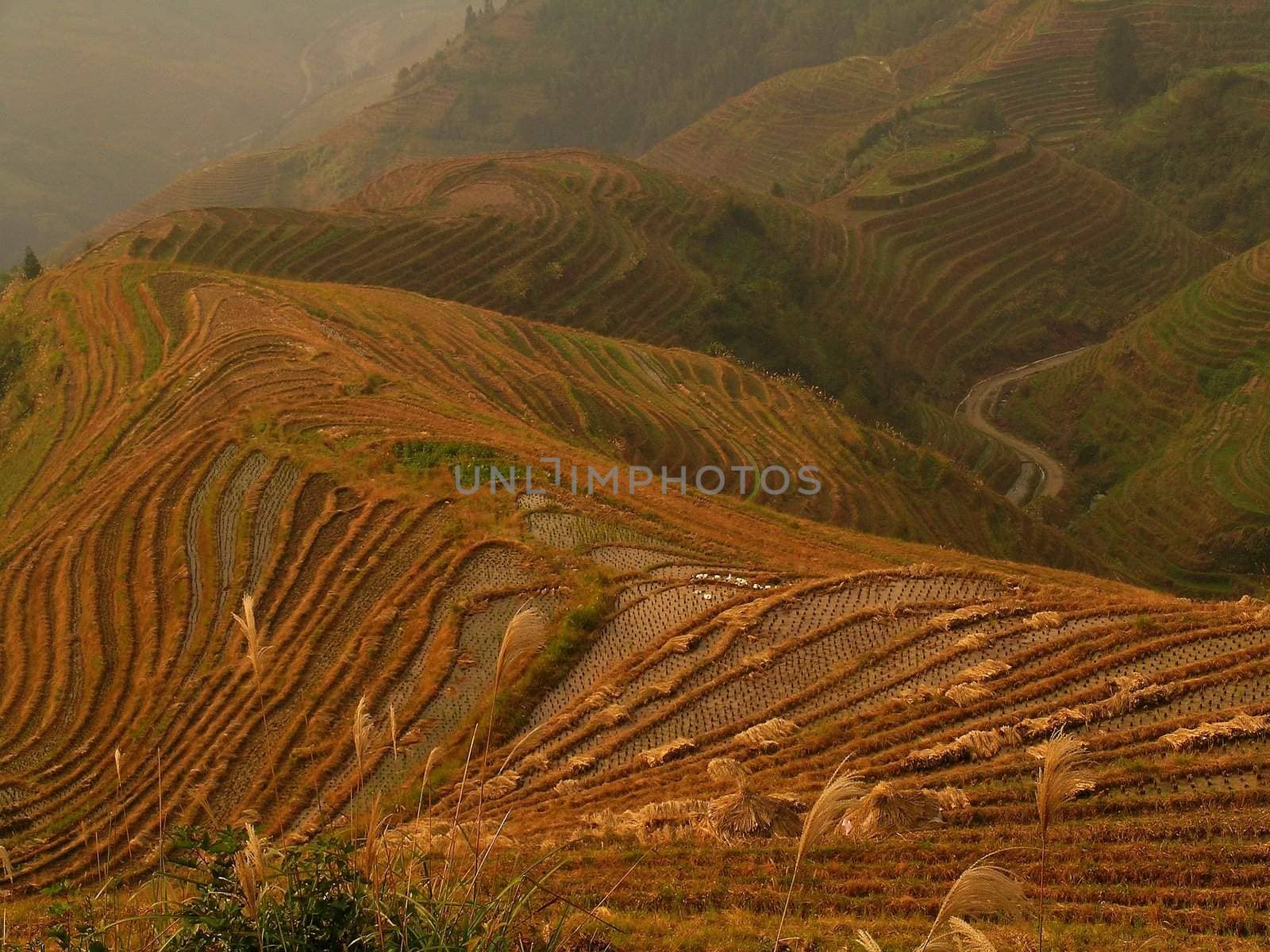 rice terraces in china