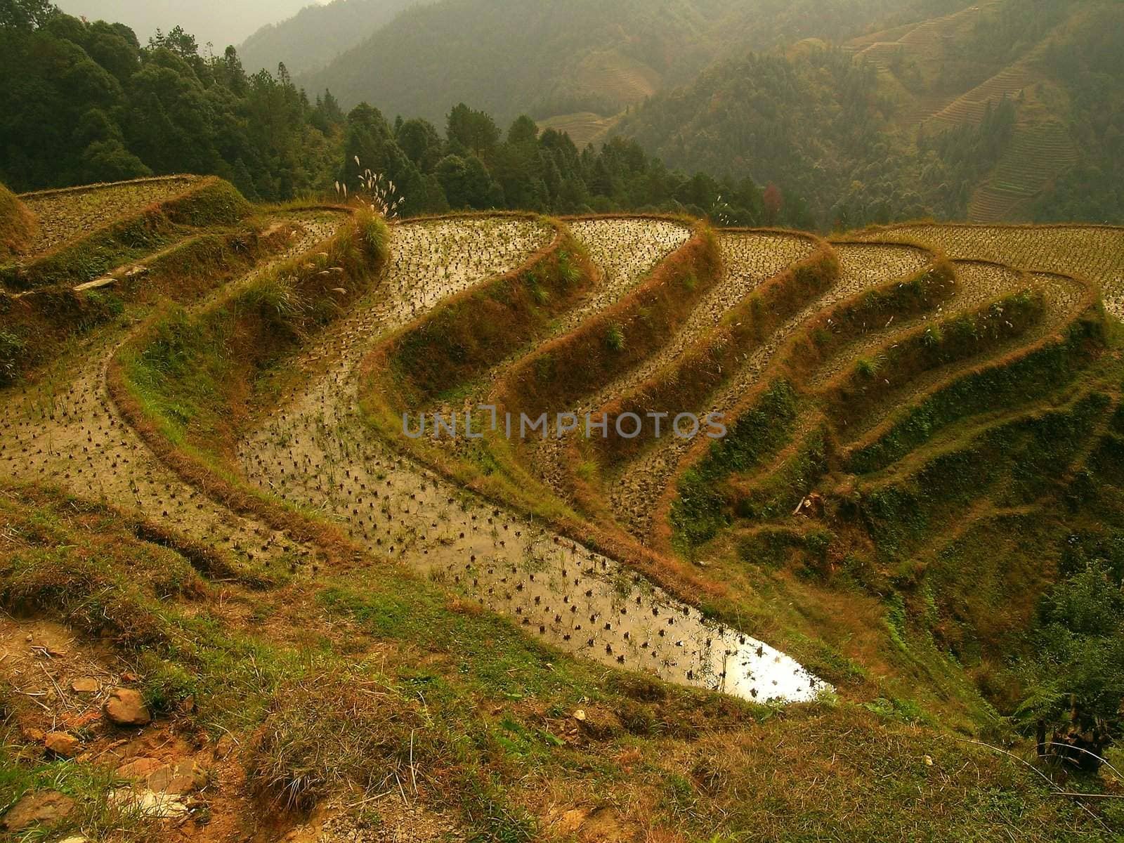 rice terraces in china
