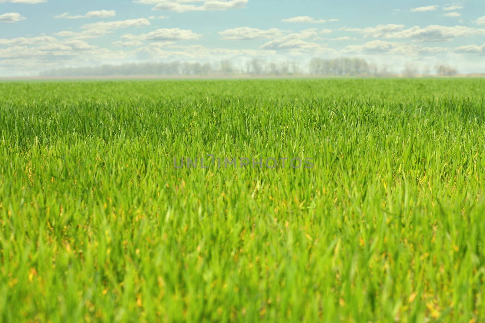 a field with grass by lipik
