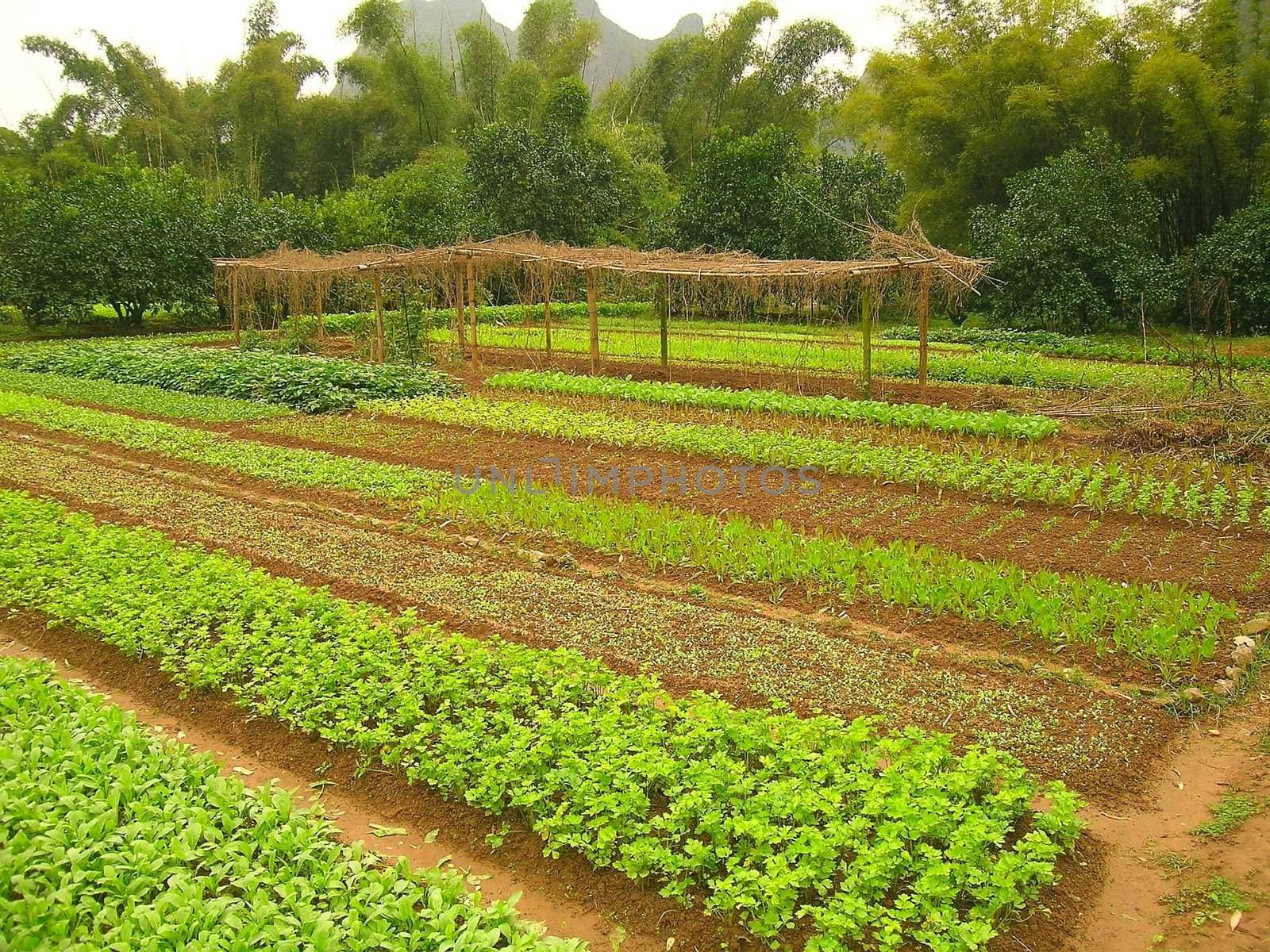 green, tropical garden and bamboo forest