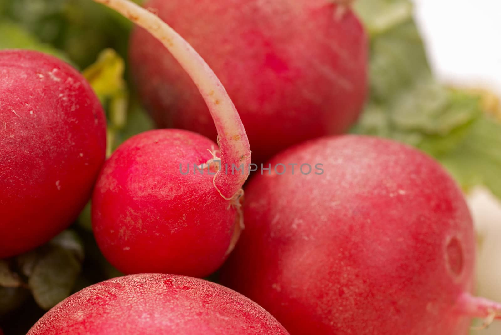 Closeup of a bunch of fresh red radish