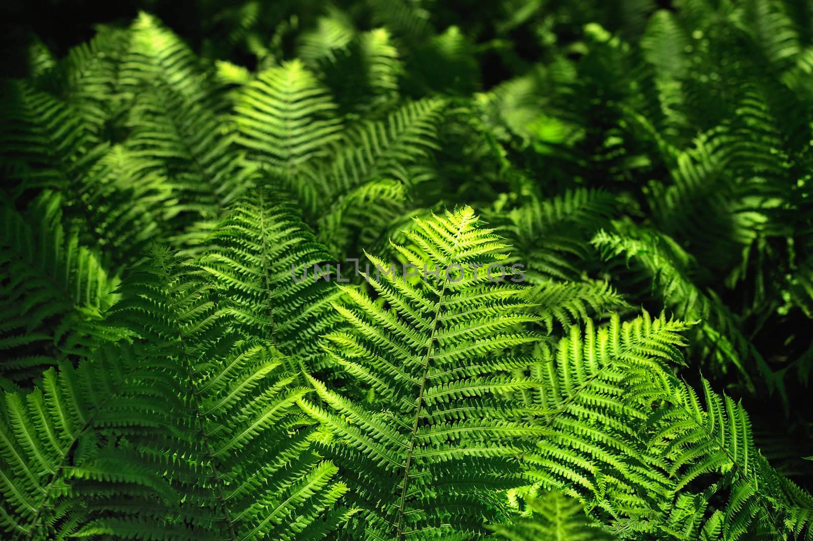 Green fern fronds in shadow in the forest