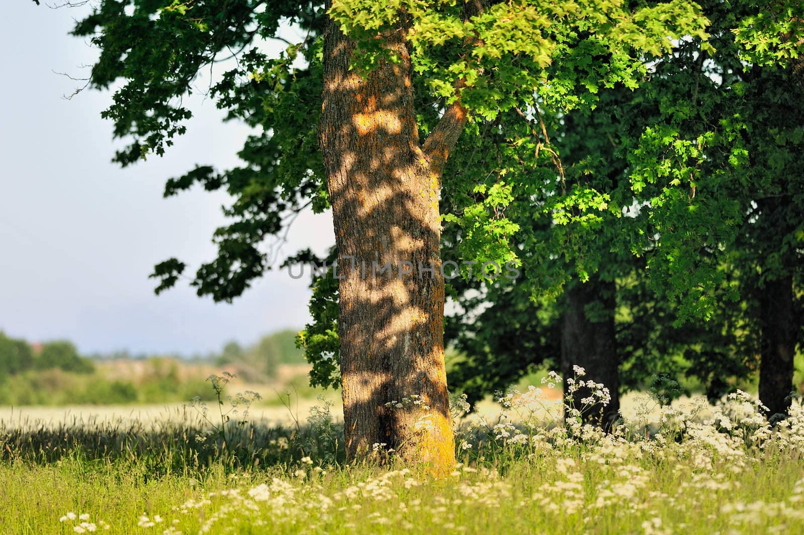 Heavy tree on the meadow in summer