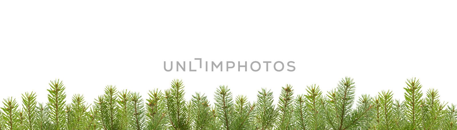 frame from firtree branches, isolated on white