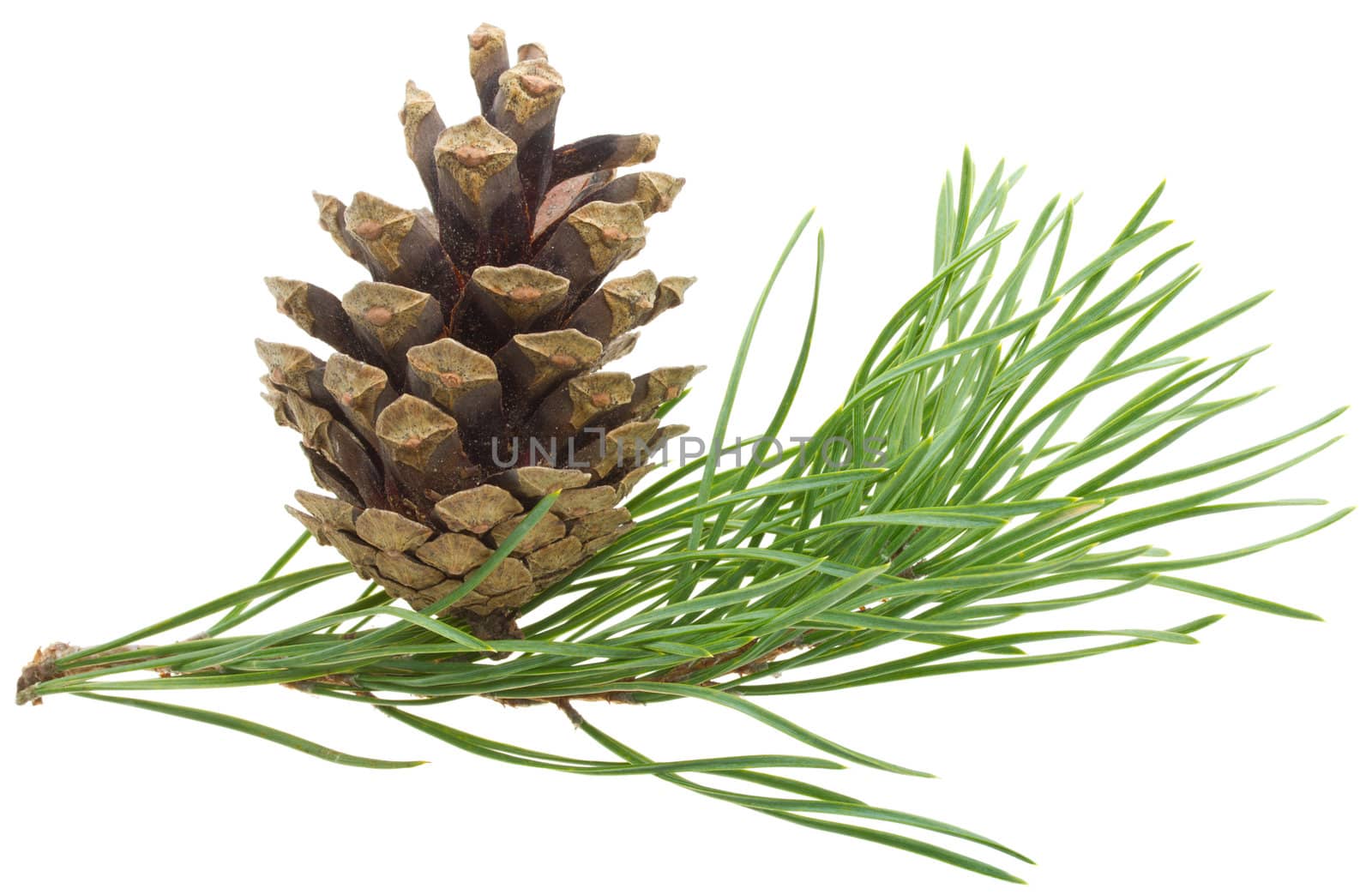 close-up pine branch with cone, isolated on white