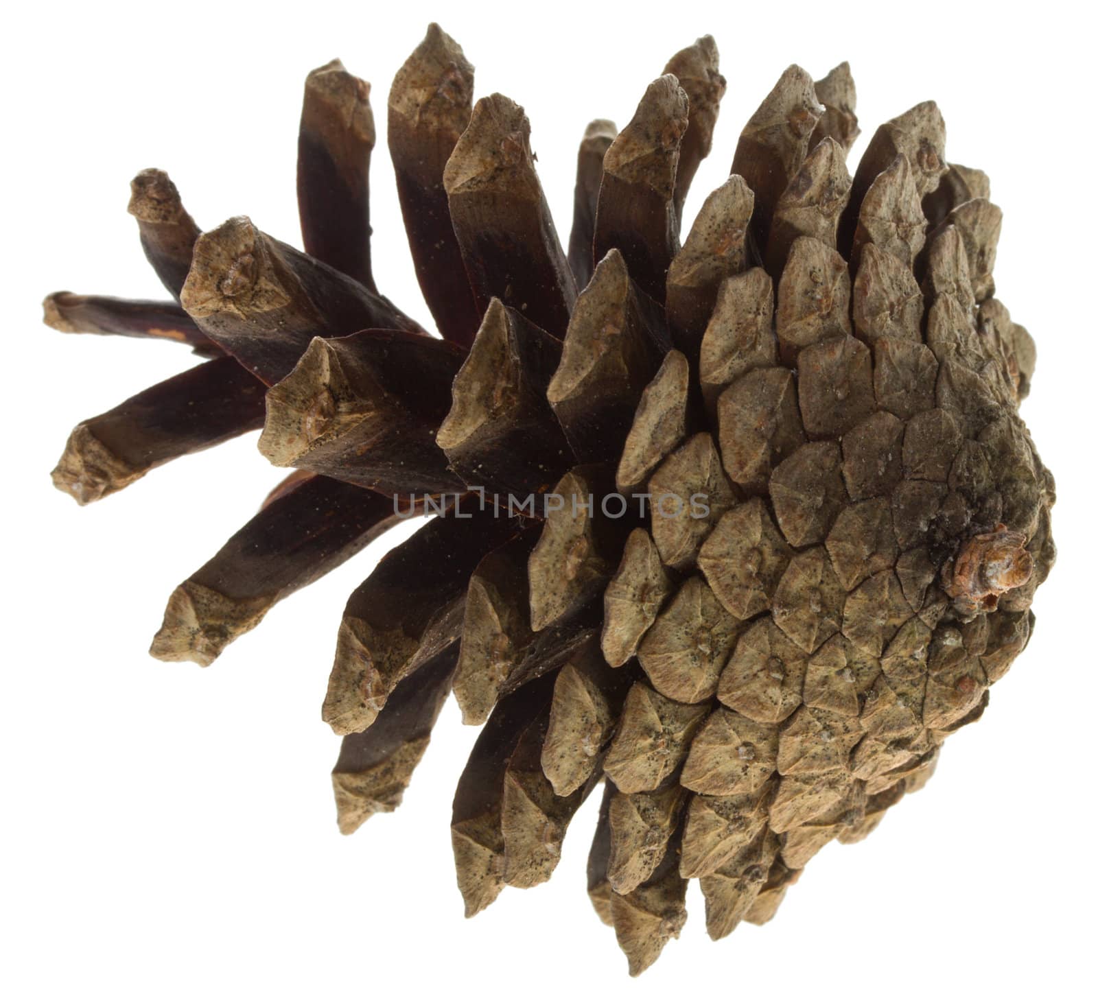 close-up big pine cone, isolated on white