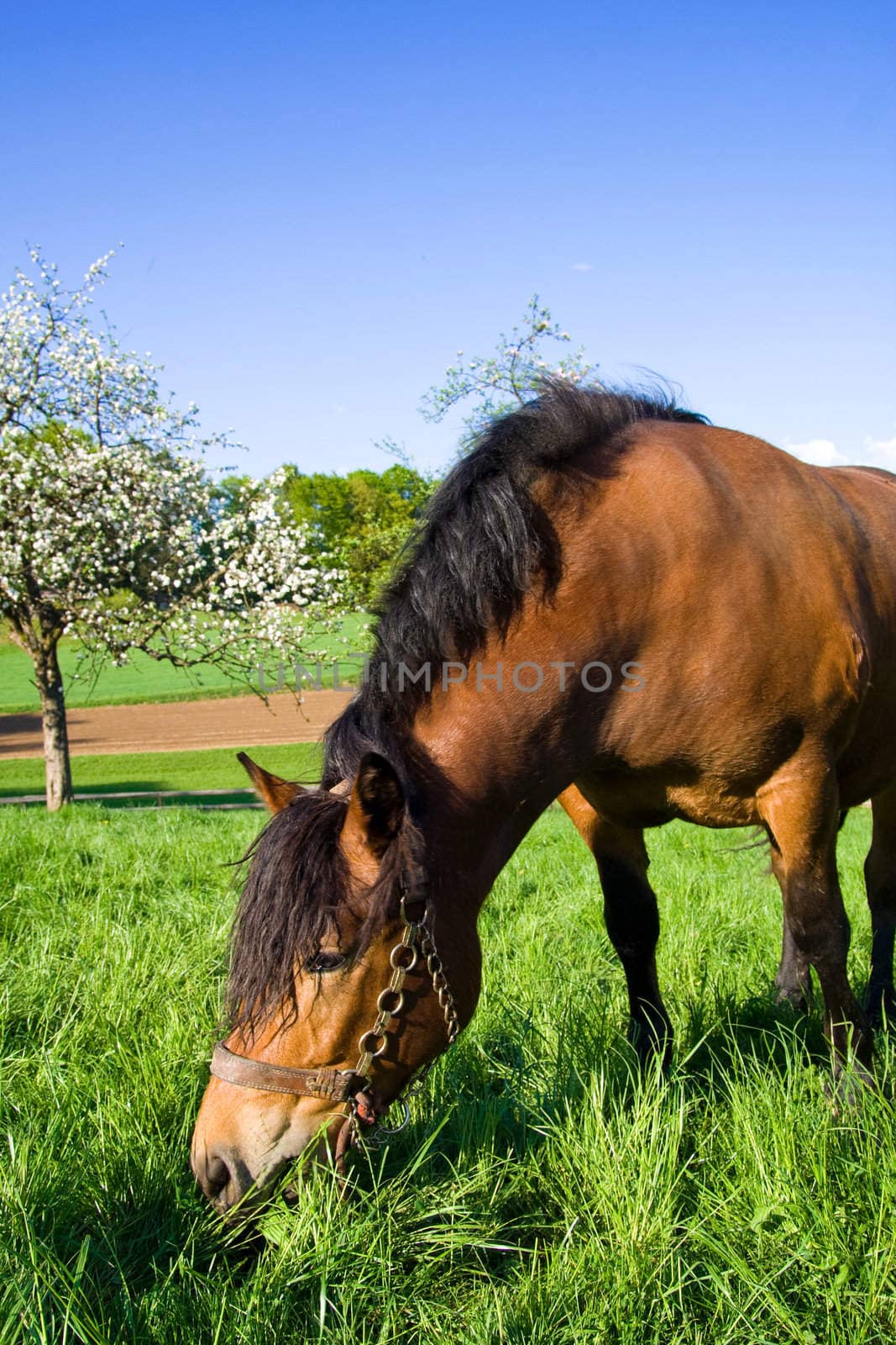 One horse grazing on green meadow. Lots of blue sky for your text.