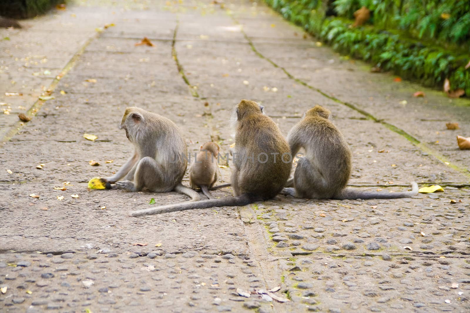 Four different aged monkeys sitting on path, showing their back