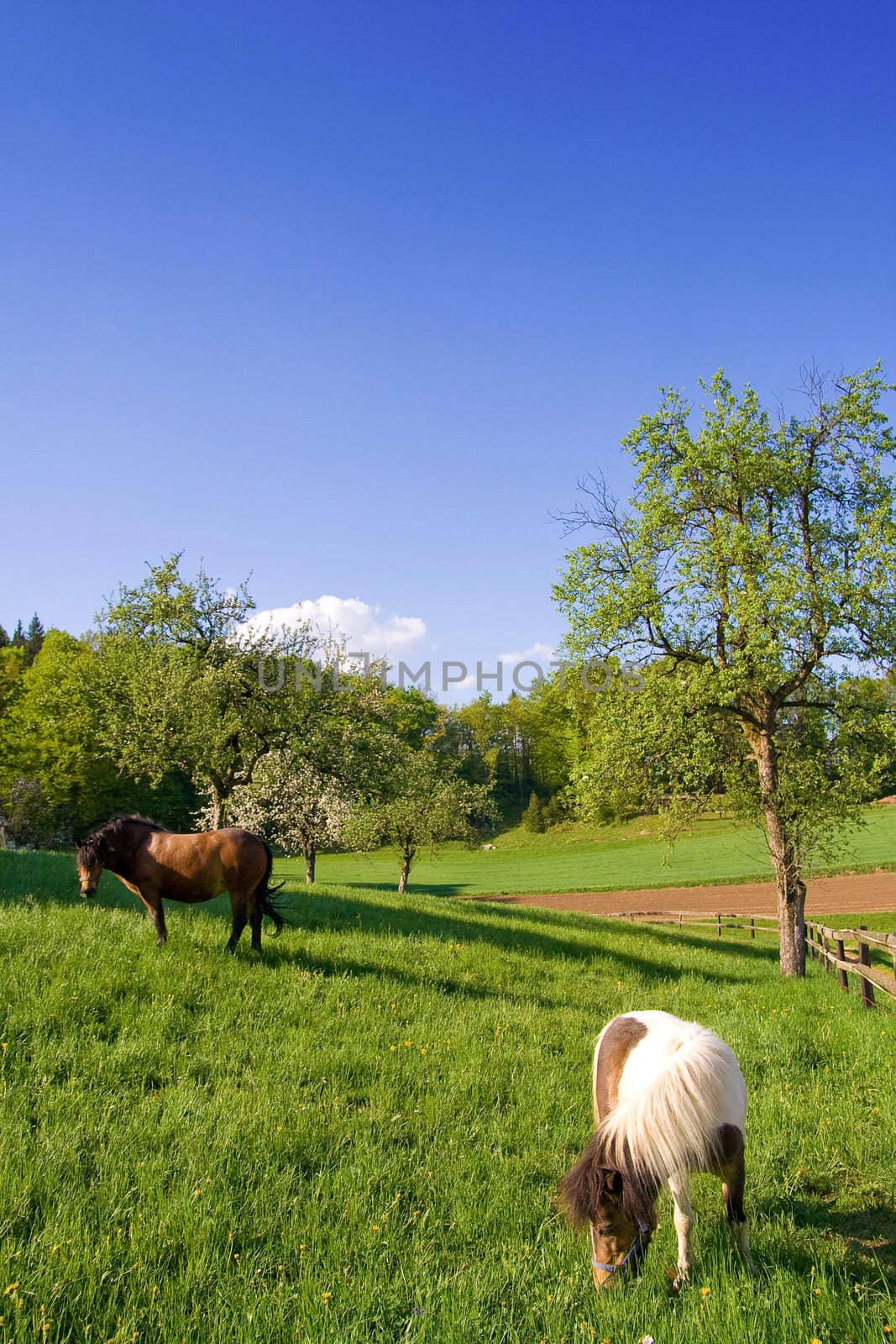 Two horses grazing on green meadow. Lots of blue sky for your text.