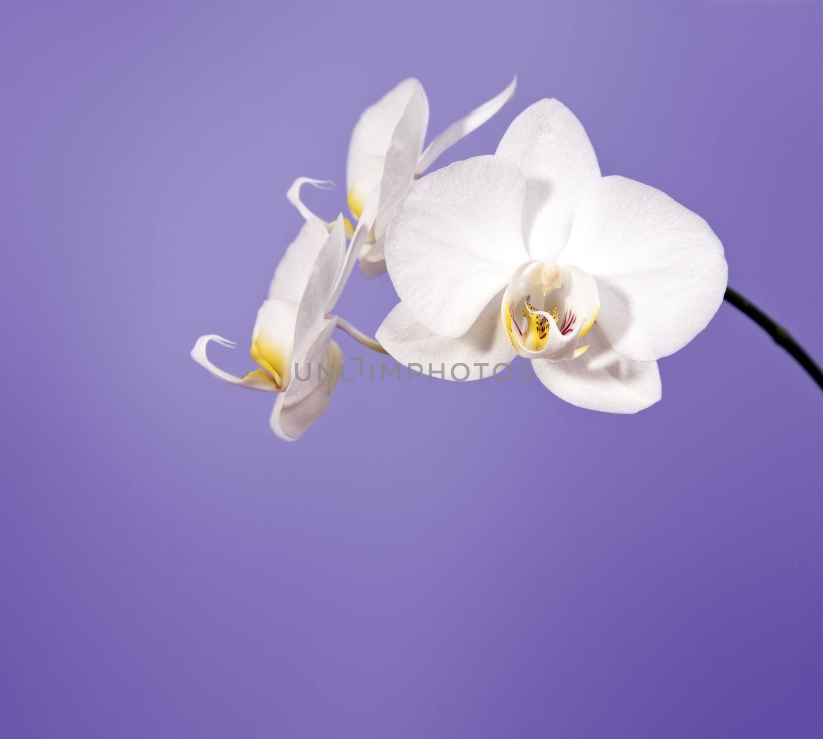 An image of a nice orchid flower