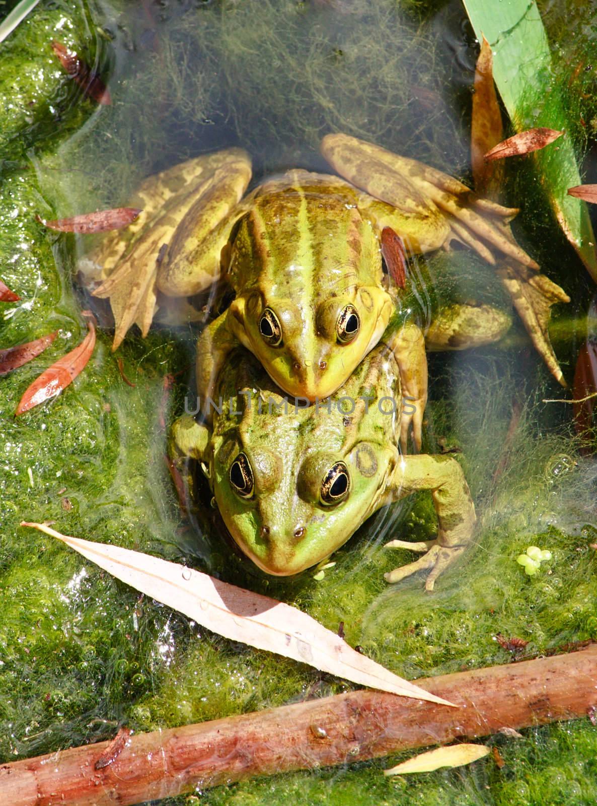 Couple of frogs joined together in a pond in summer