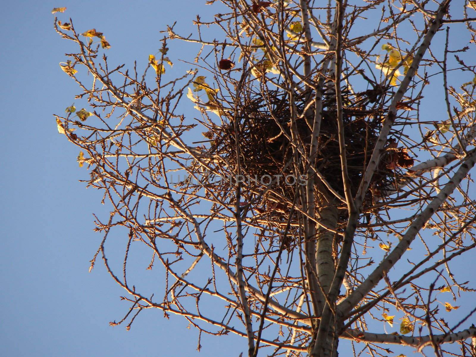 bird nest