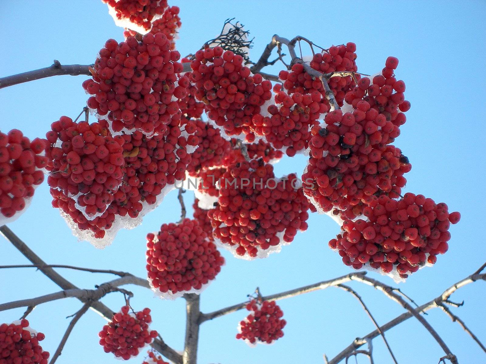 Mountain ash, branches and clusters of berries on snow. Winter, Novosibirsk, Russia