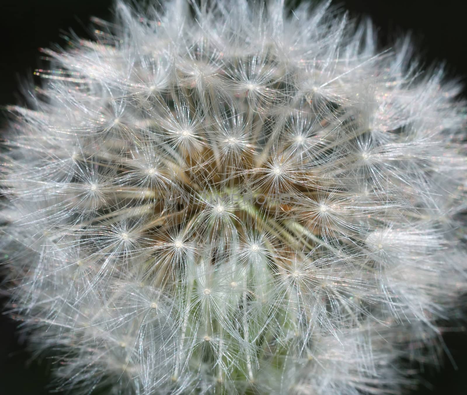 A close up of a head of a dandelion