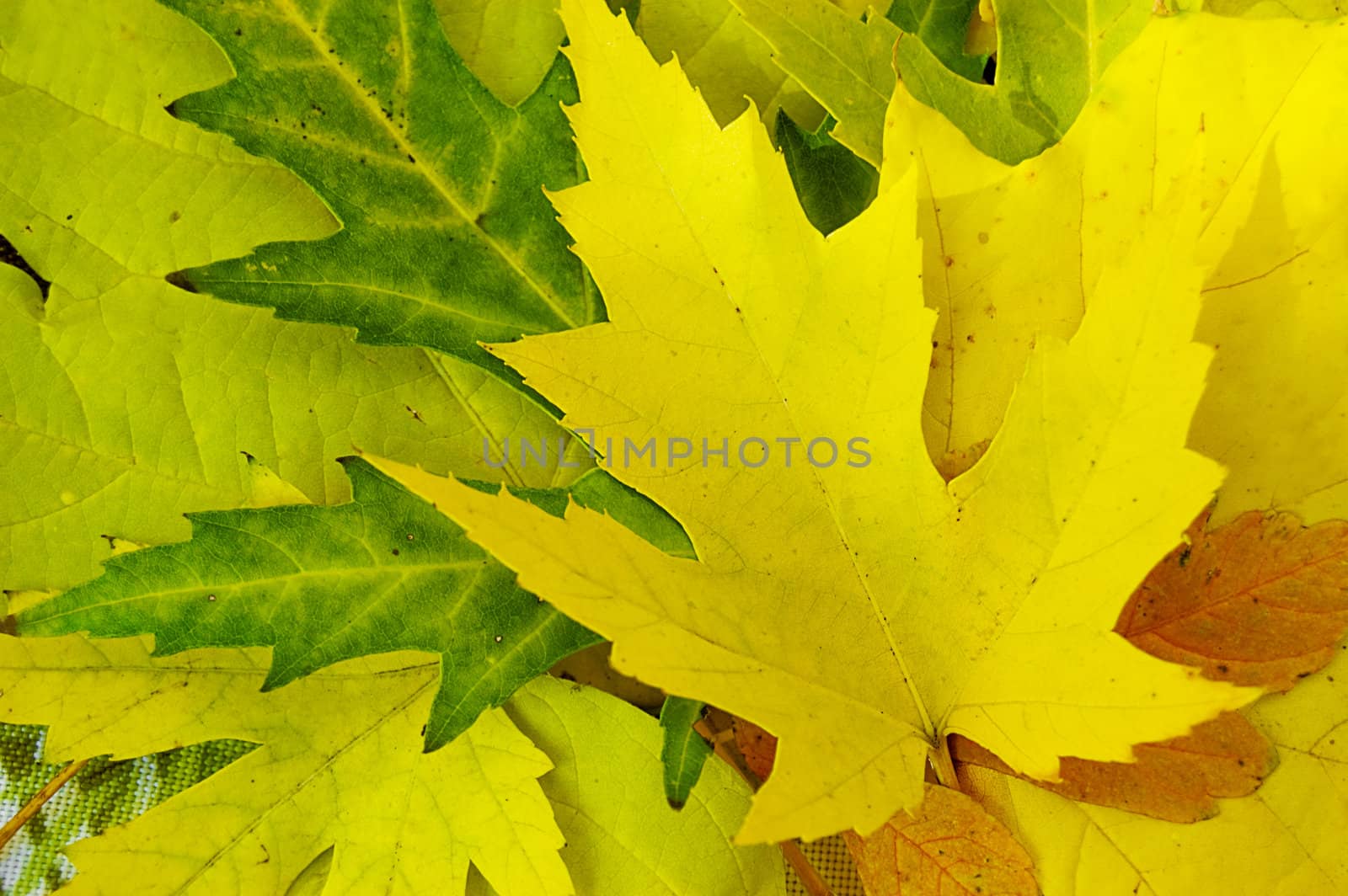 Yellow and green leaves by Angel_a