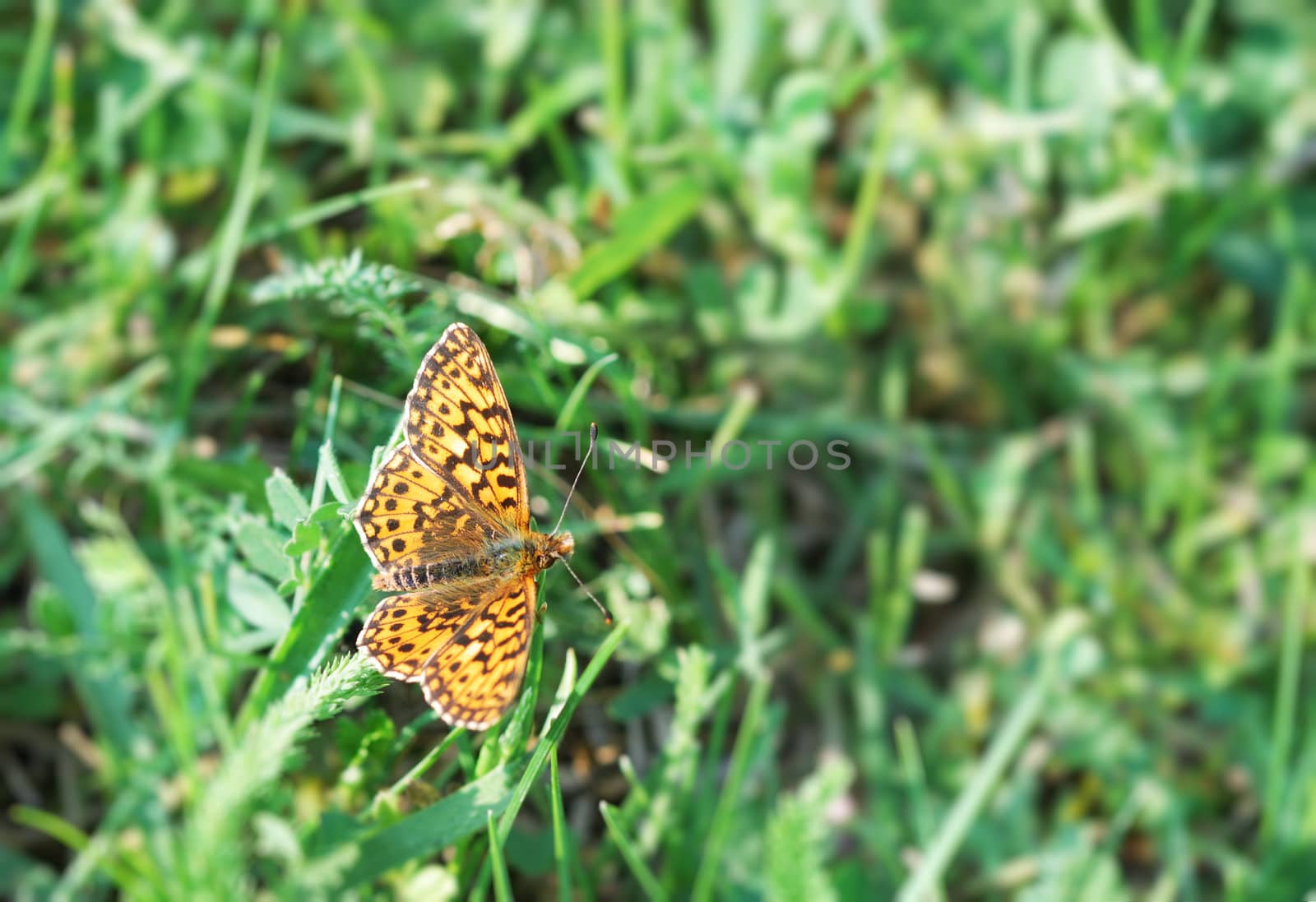 A rusty dotted butterfly on the grass. 