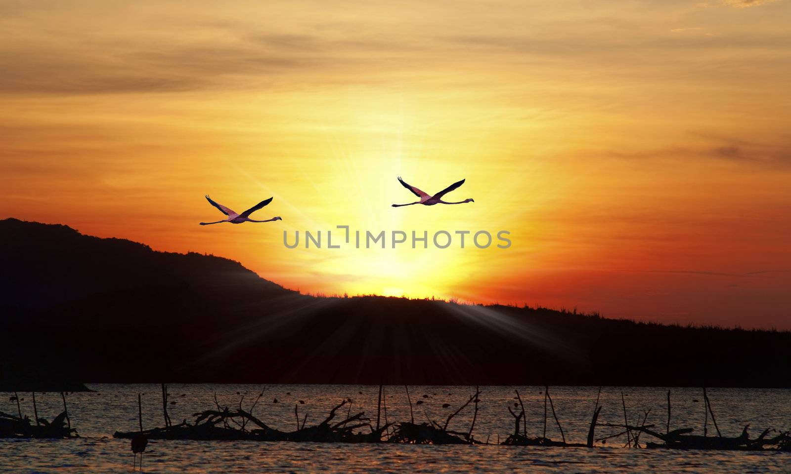 Flamingos flying in the sunset over the beautiful Lake Gotomeere

