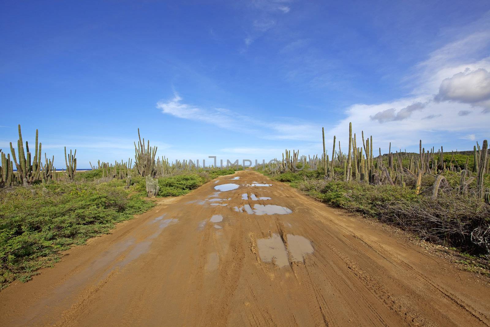 A desert road on the north side of Bonaire