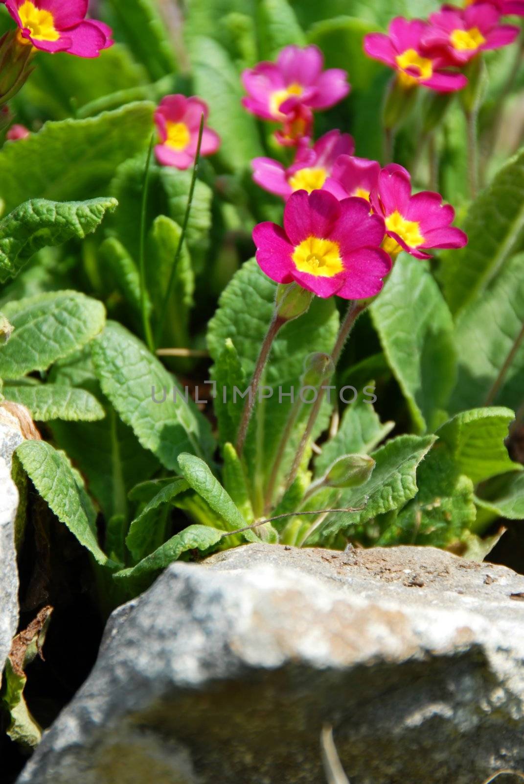 bunch of pink spring flowers growing on stone