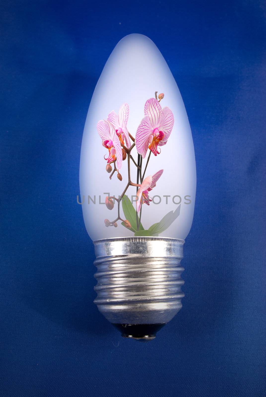 Pink flower in the matte light bulb