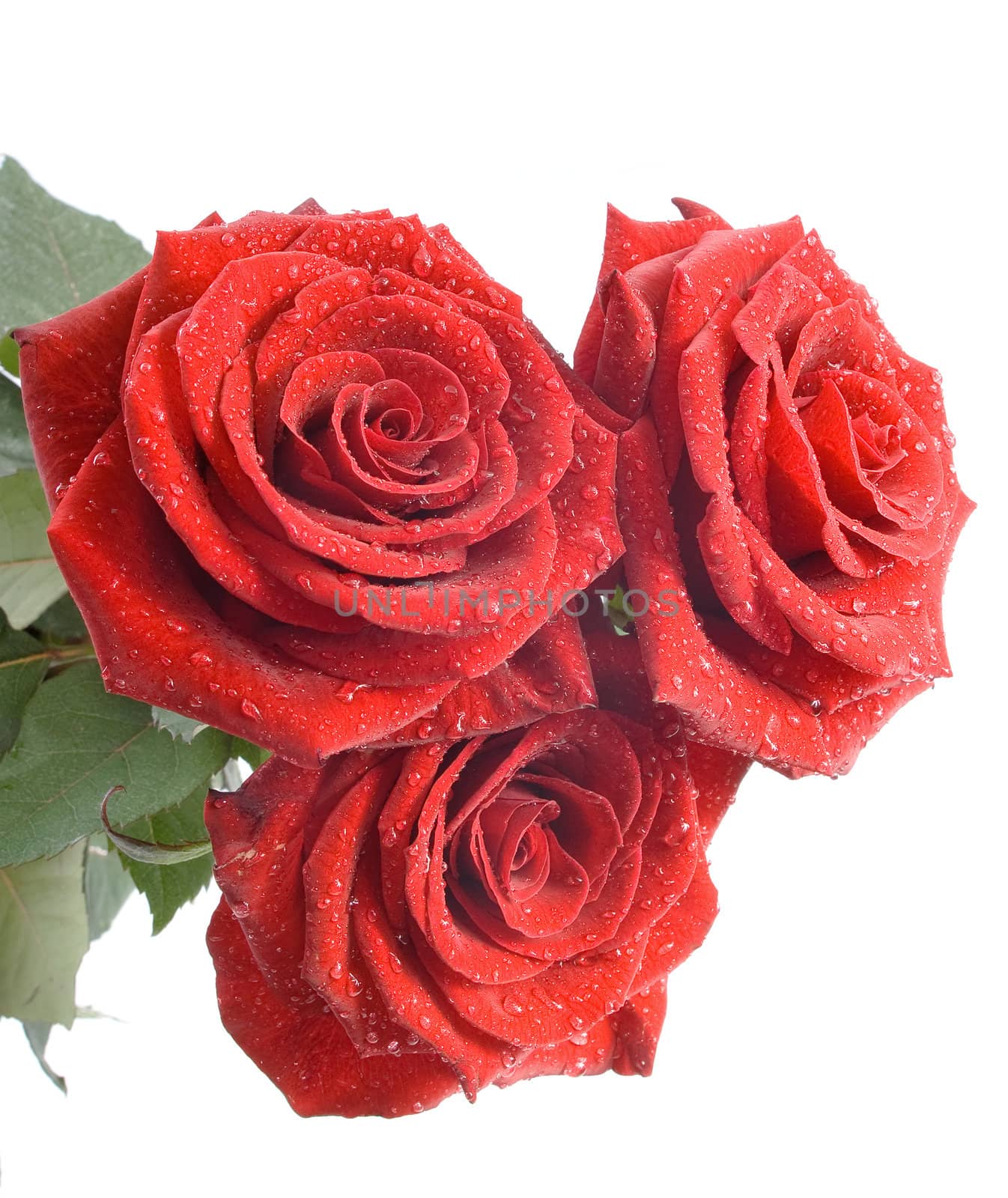 Three red roses on the white background