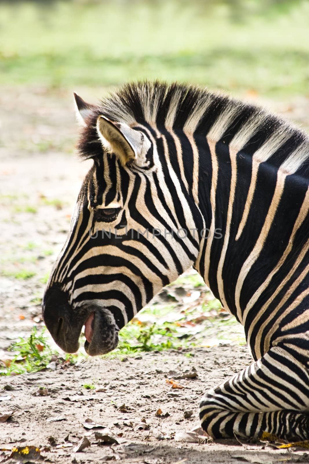Portrait of resting zebra in side angle view