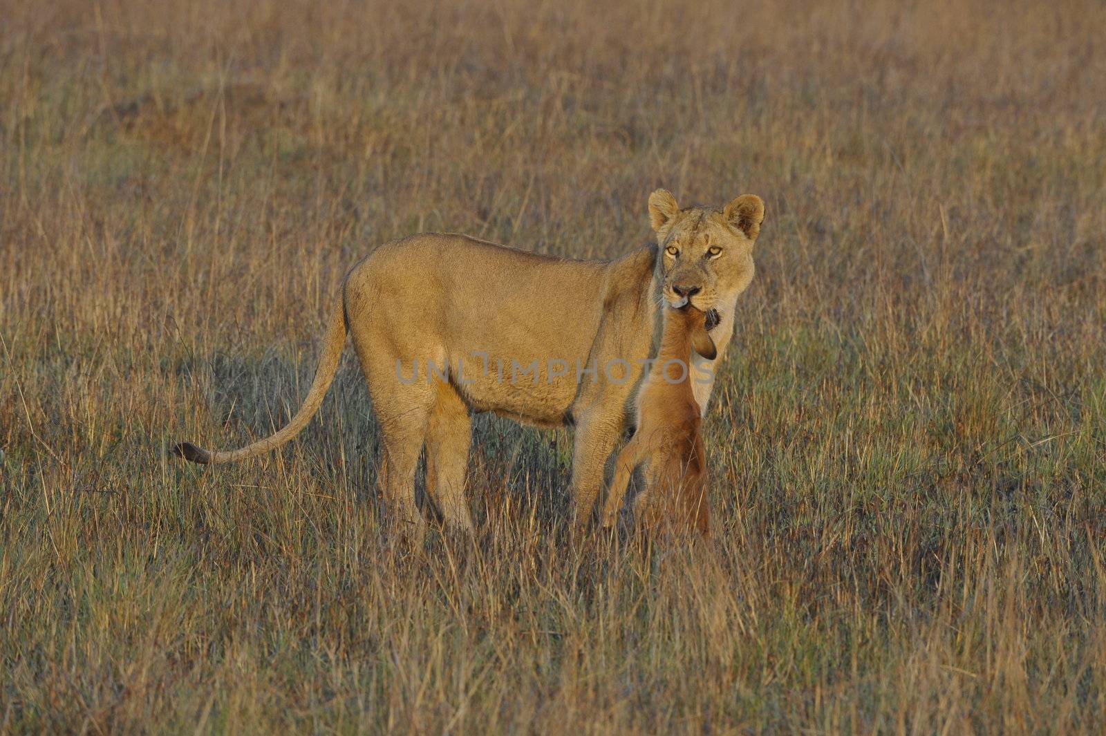 A lioness with new-born antelope prey. The lioness goes on savanna and bears the killed kid of an antelope. A yellow grass. The morning sun.