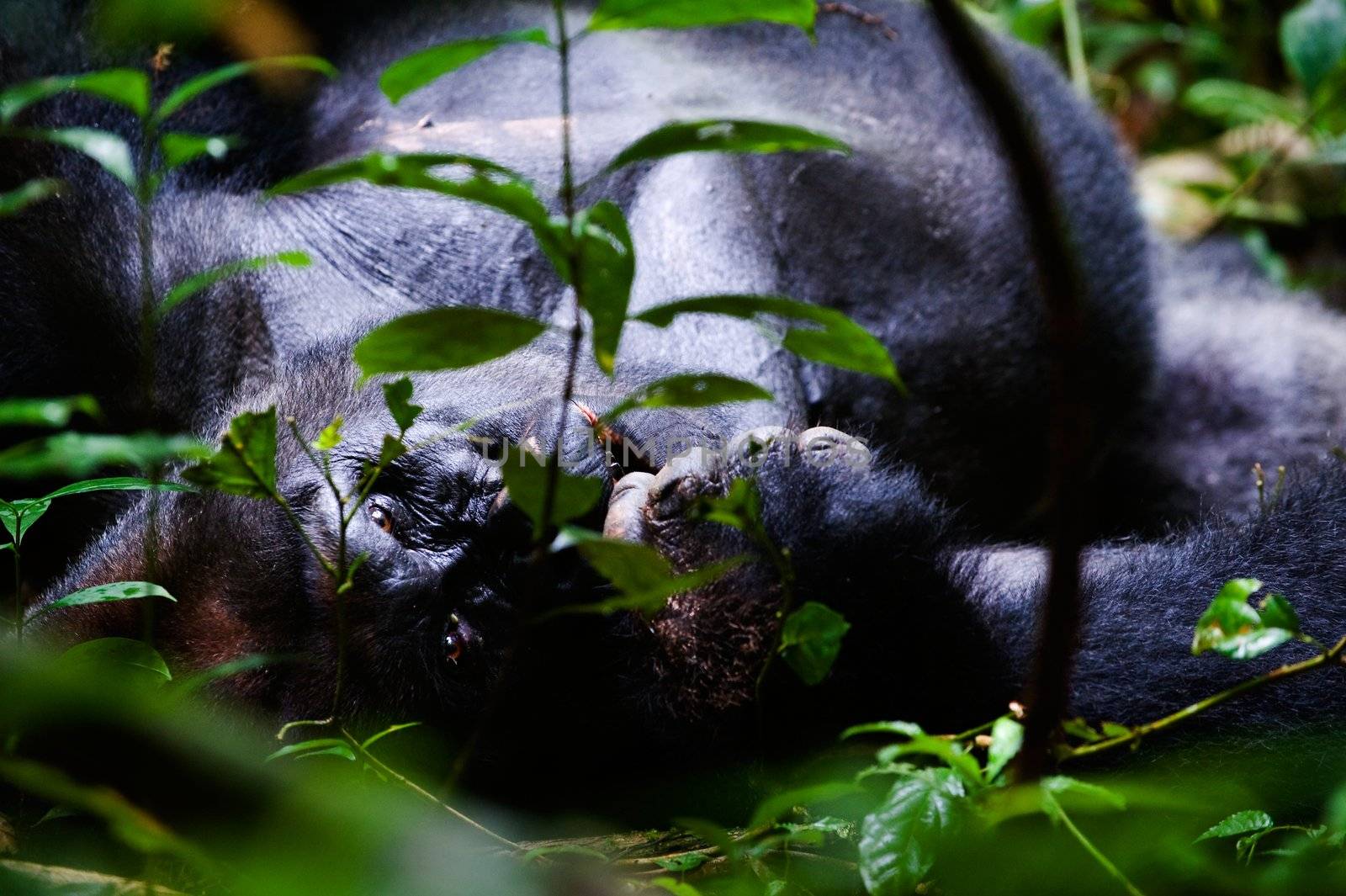 Silverback -  adult male of a gorilla.Western Lowland Gorilla.