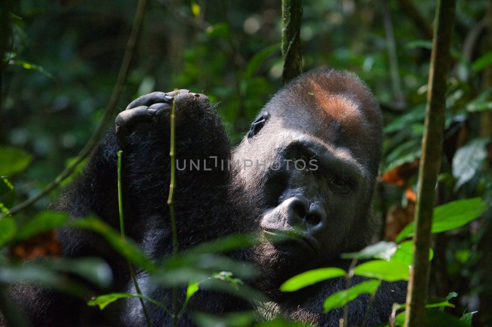 Silverback -  adult male of a gorilla.Western Lowland Gorilla.