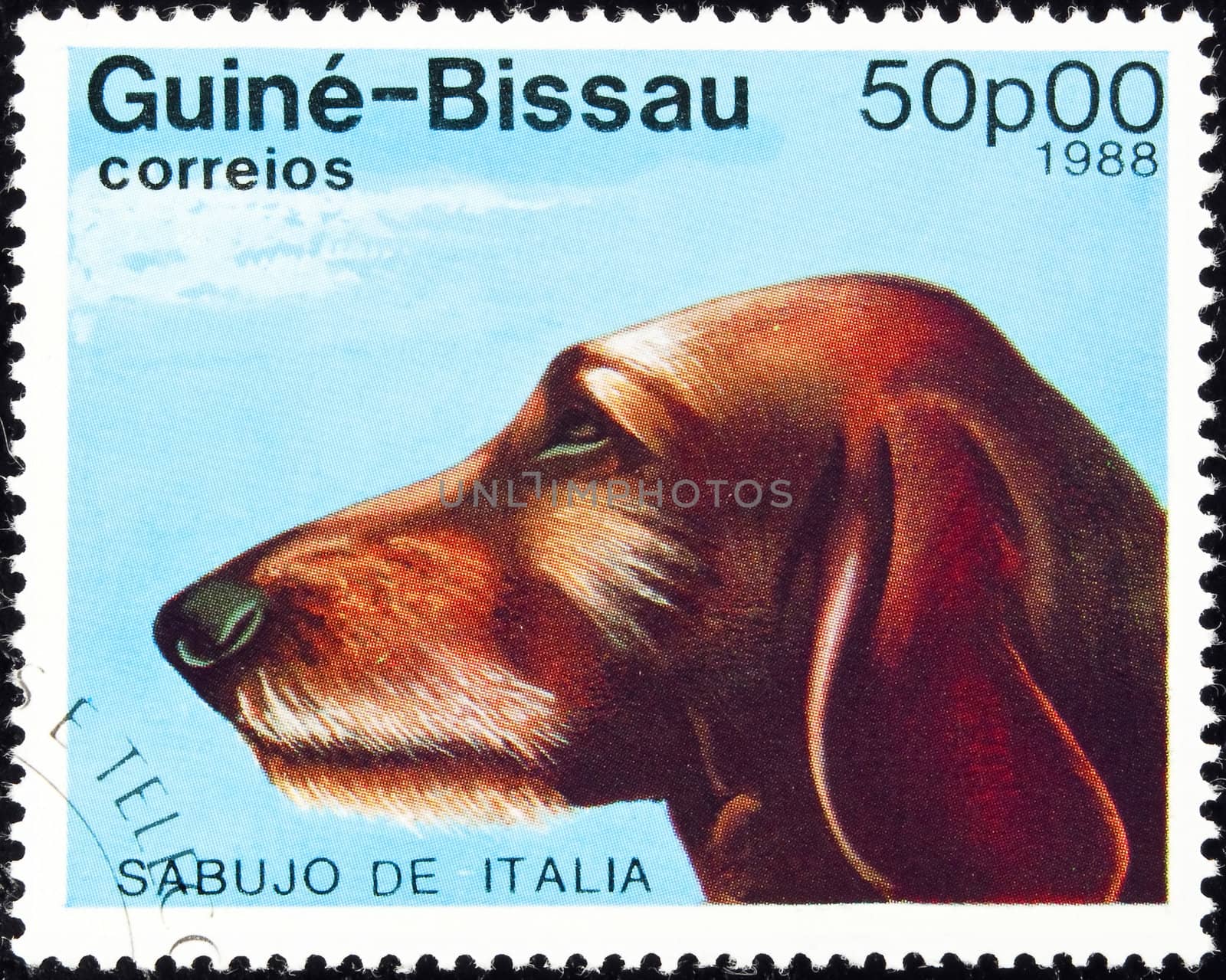 GUINEA-BISSAU - circa 1988:postage stamp features a Sabujo de Italia dog, circa 1988 in the Republic of Guinea-Bissau.