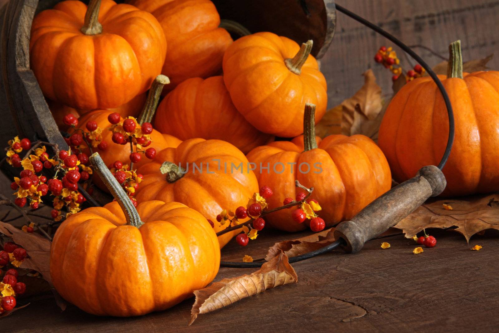 Small pumpkins with wood bucket  by Sandralise