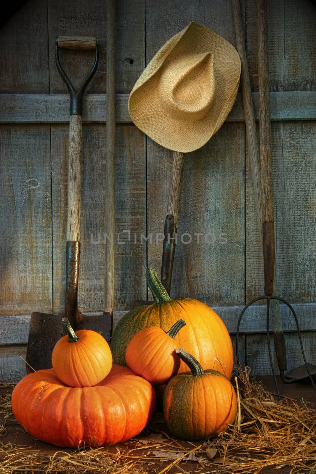 Garden tools in wood shed with pumpkins