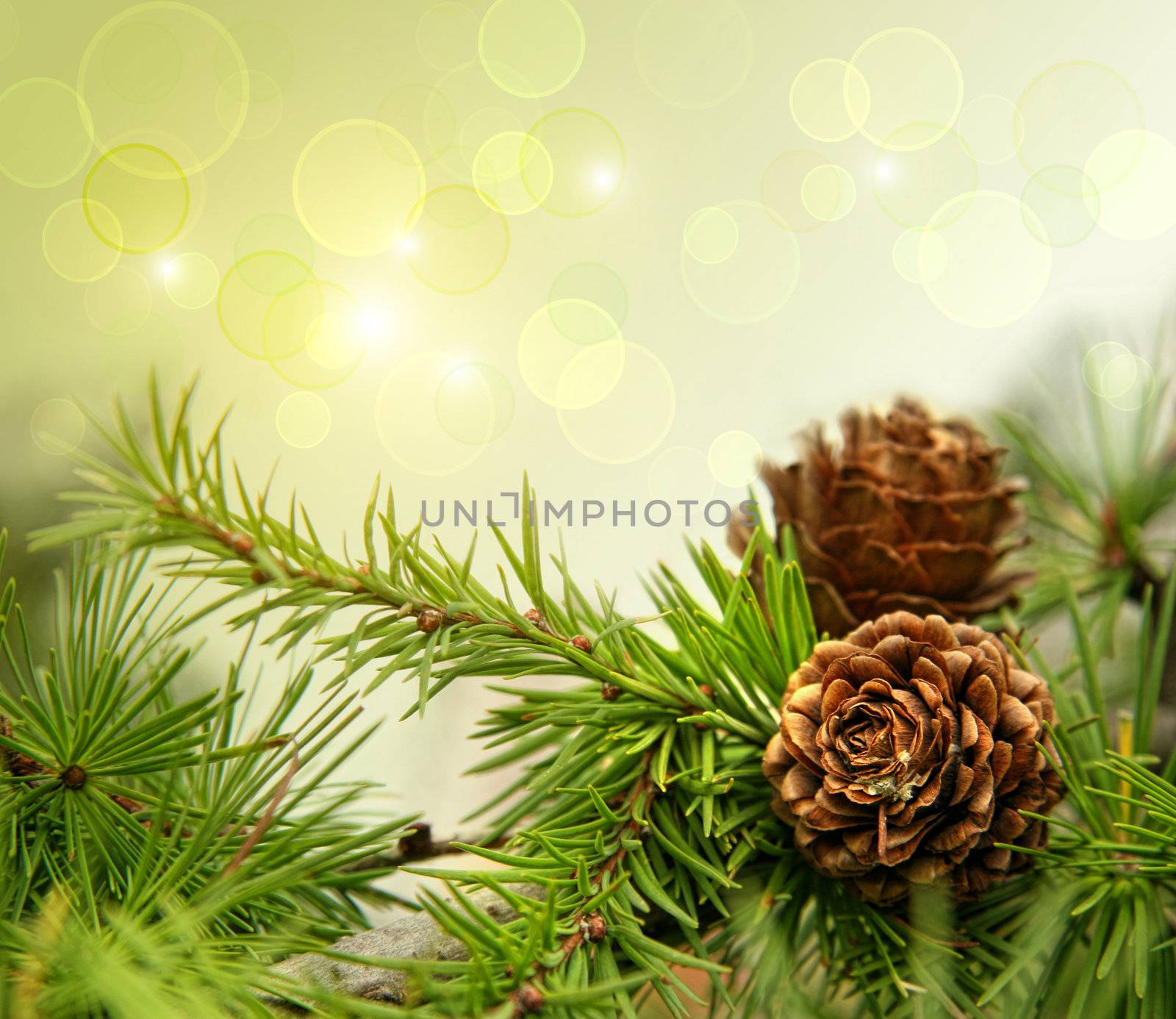 Pine cones on branches with holiday background by Sandralise
