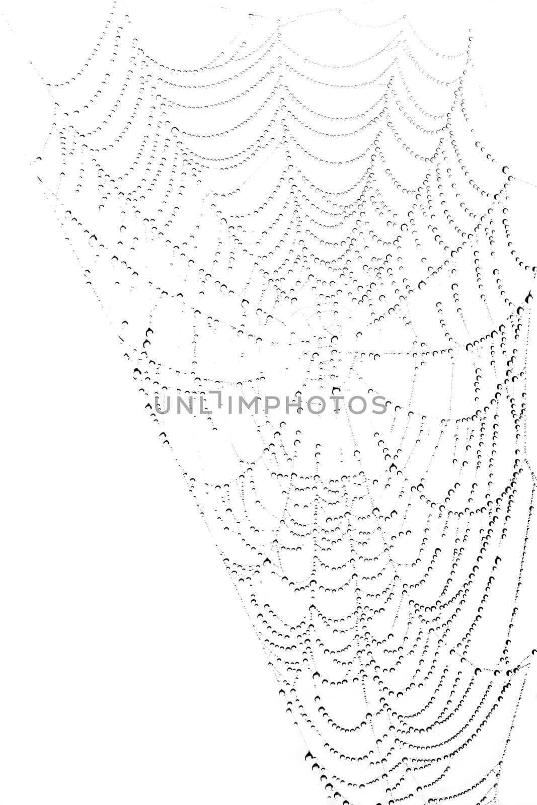 Spiderweb wirh fog-drops isolated on white background - black and white image