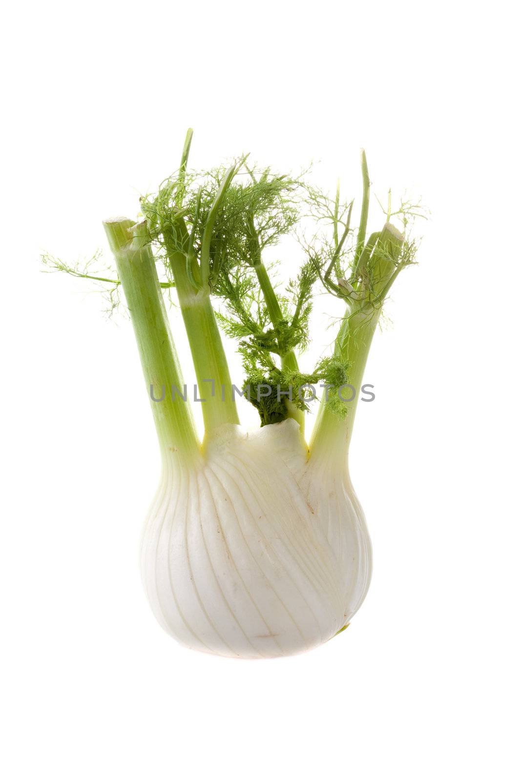 Fresh fennel on white background isolated